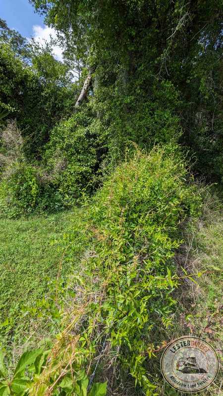 Back fence line before clearing